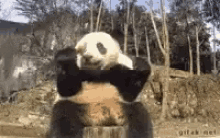 panda-fell.gif
