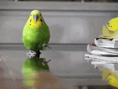 FatObviousCollie-small.gif