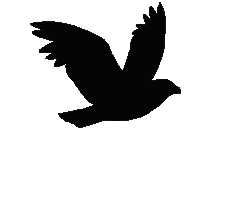 unnamed (1).gif