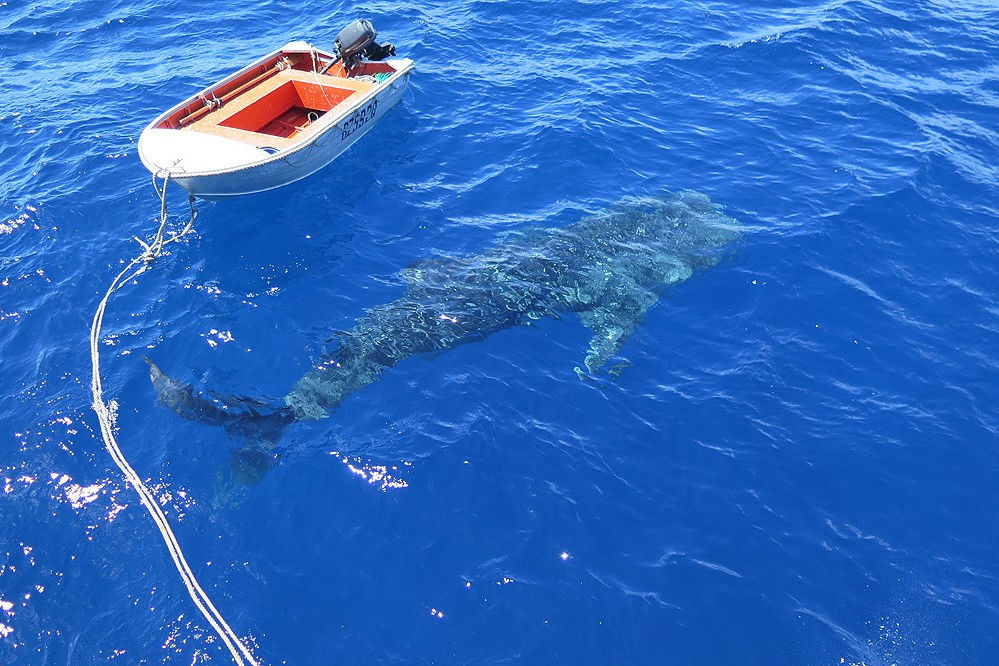 Whaleshark-GBR5.jpg