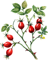 rosehips.gif