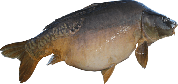 mirror-carp-fish-transparent-background-
