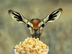 1264144845funny-gazelle-gif.gif