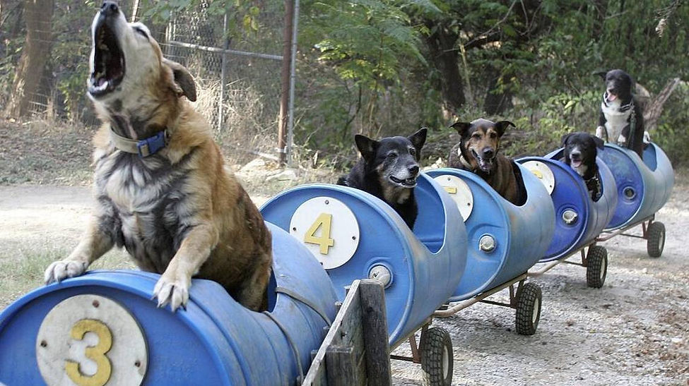 Train man stray dogs 13.jpg