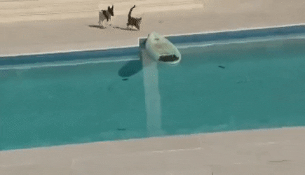 RecklessSoreBedlingtonterrier-small.gif