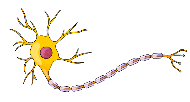 neuron-gif_orig.gif