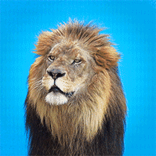 bac643ecbd48e75b47c239ade2277b56.gif