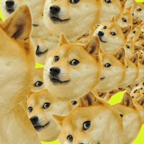giphy (2).gif
