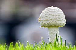 Mushroom thumbnail