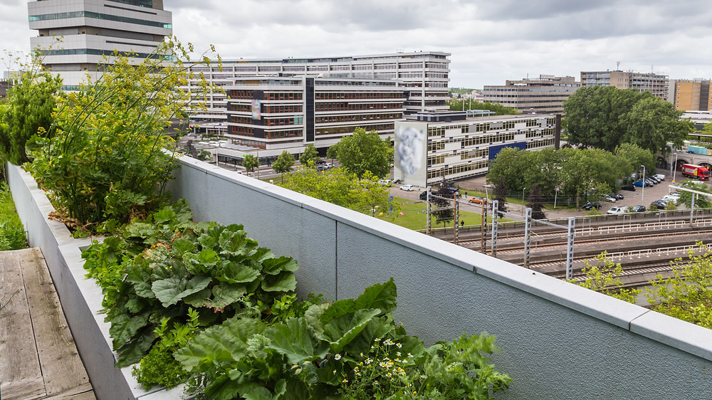 A variety of green plants in planters on a rooftop looking over an urban landscape.