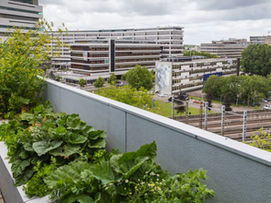 Vue d’un jardin en toiture aménagé sur un toit plat en ville à Aix-en-Provence, avec bacs de culture, plantations vertes et potager urbain. Solution paysagère durable, isolante et écologique.