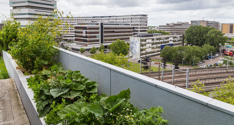 Urban Rooftop Garden