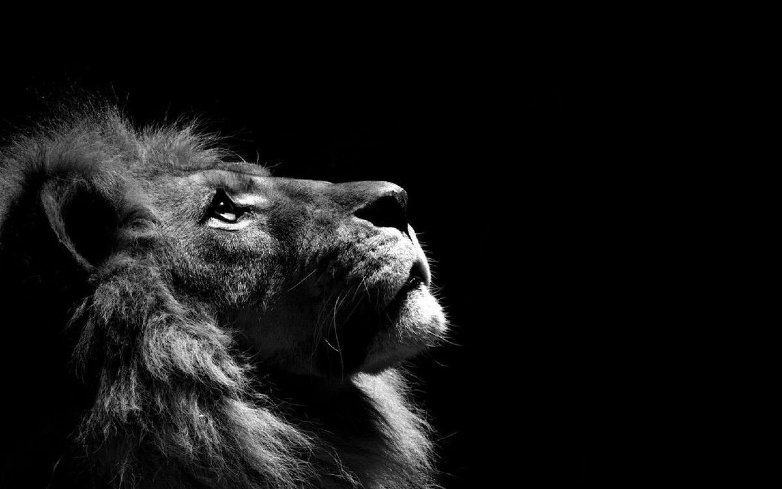 bw lion.webp