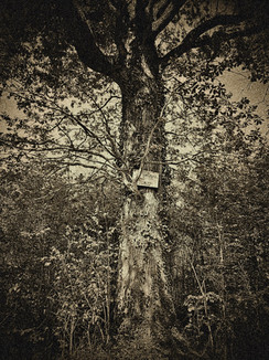 Série FUSAIN_photographie 2