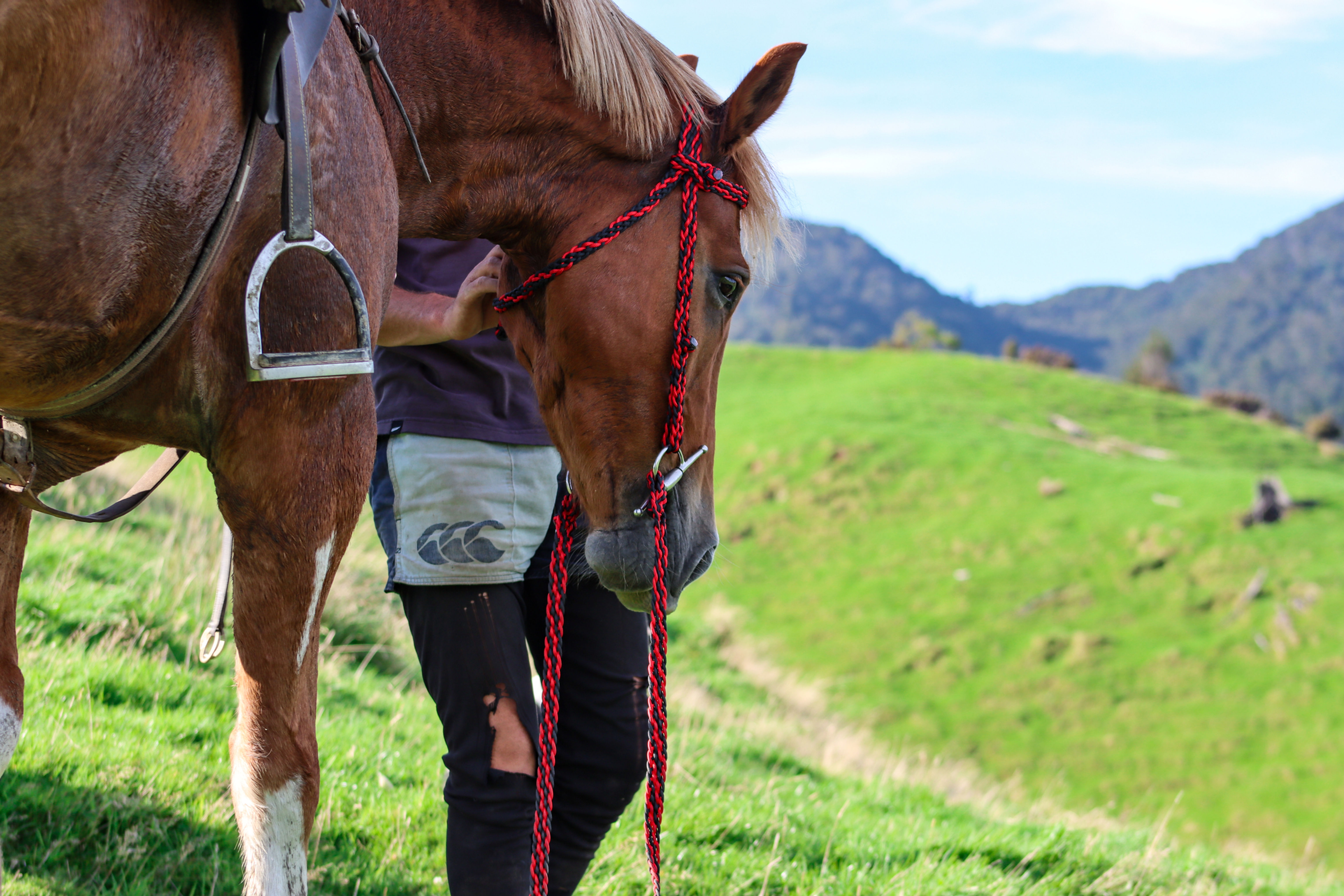 Bridle & Reins- Black/Red