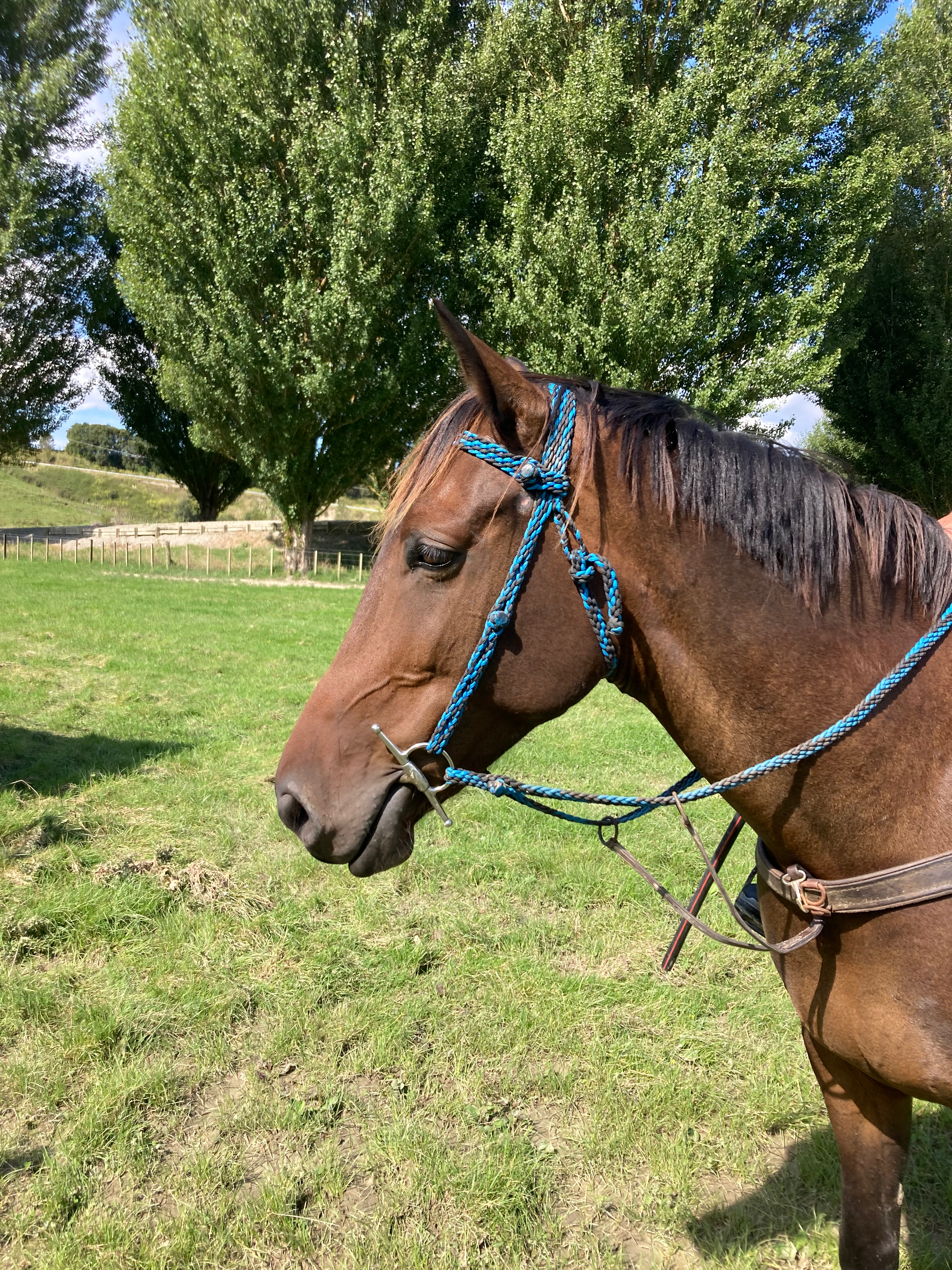 Bridle & Reins- Black/Blue
