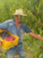 Raccolta frutta