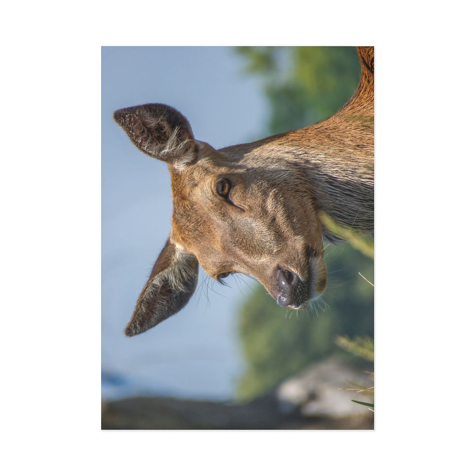 Thumbnail: Fine Art Postcards