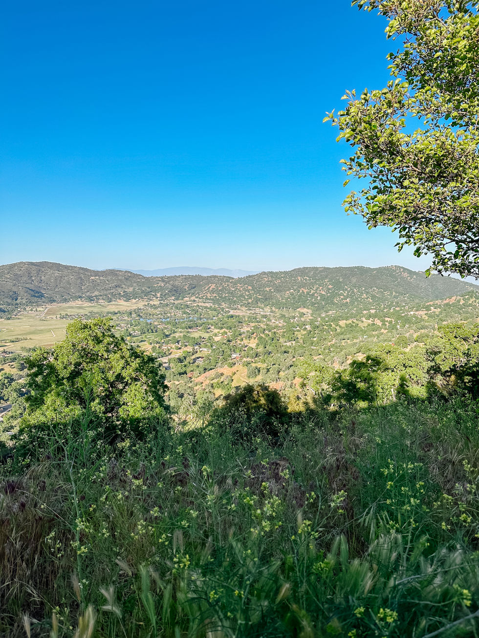 green fields - bvs.jpg