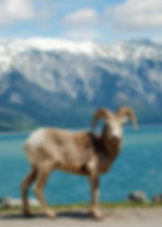 Banff-National-Park-Wildlife