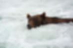 Brooks-Falls-bears-3