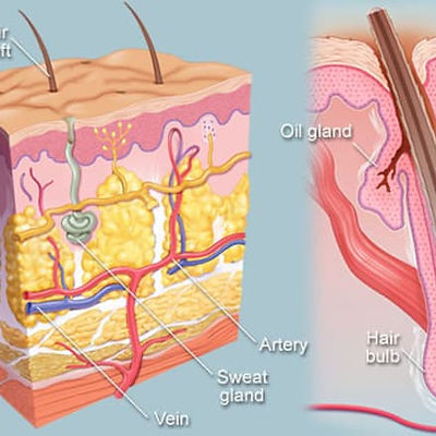 hair-follicle.jpg
