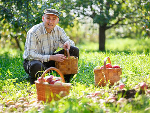 Smiling man in a plaid shirt kneels in an orchard, collecting apples into woven baskets. Sunlit green grass and trees surround him.