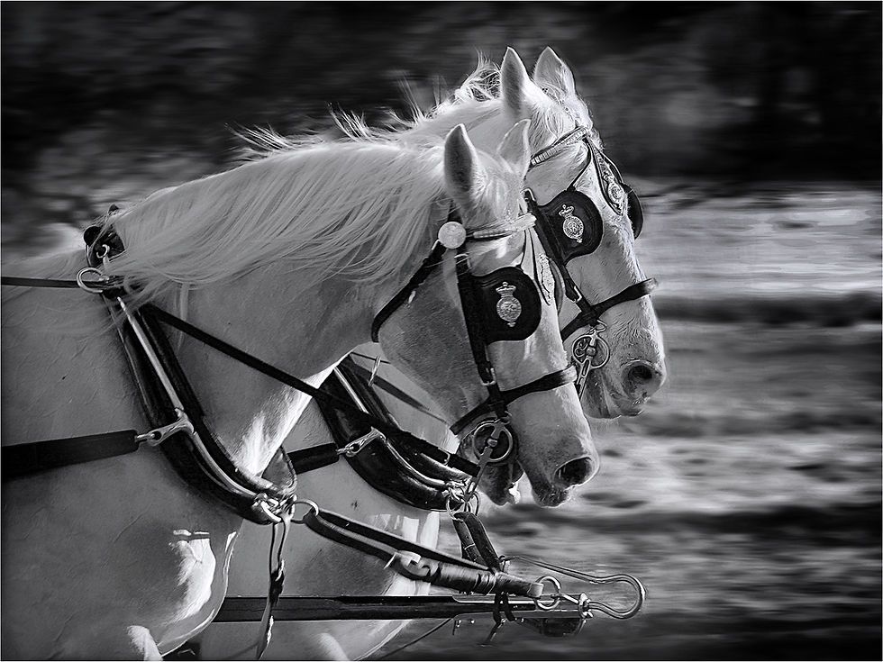 Carriage Horses