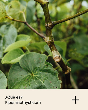 Raíz de kava natural proveniente del Pacífico Sur