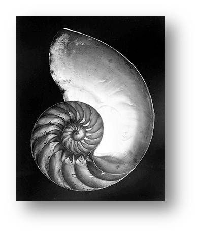 Edward+Weston.jpg