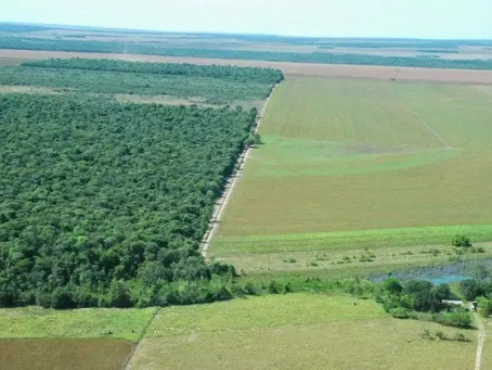 Área de Reserva Legal rural: expropriação estatal sem ressarcimento.