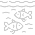 fishes