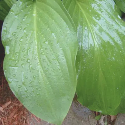 Hydro-Coat
