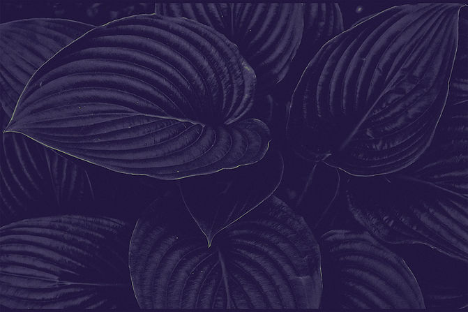 larger-ridged-leaves.jpg