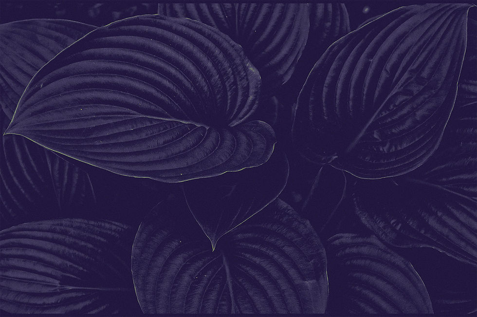 larger-ridged-leaves.jpg