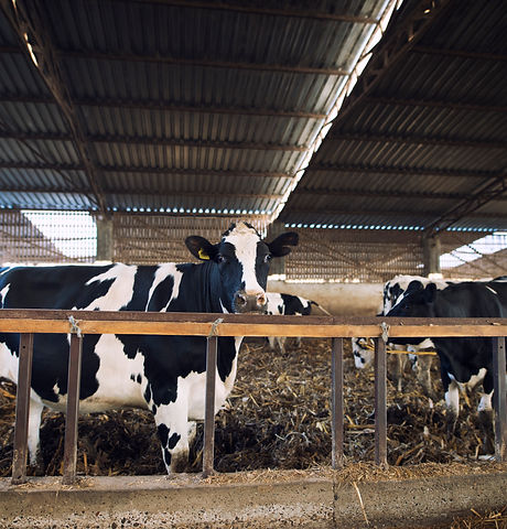 domestic-animals-eating-hay-cattle-farm.jpg