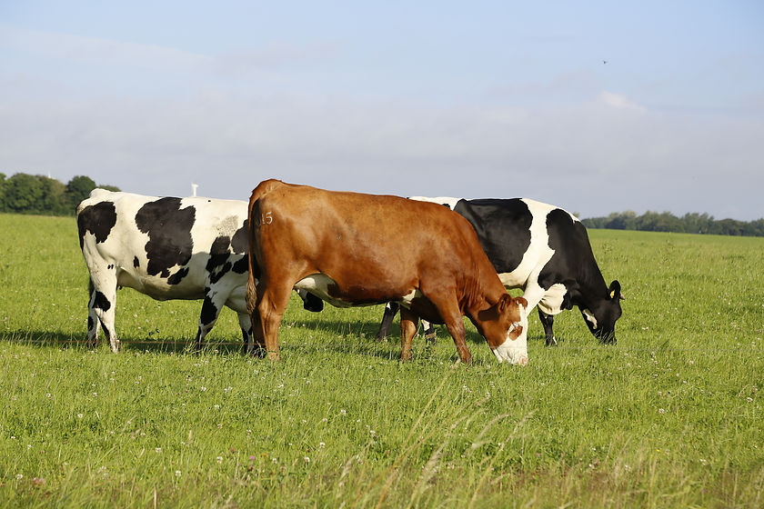 closeup-shot-cows-grazing-field-sunny-afternoon.jpg