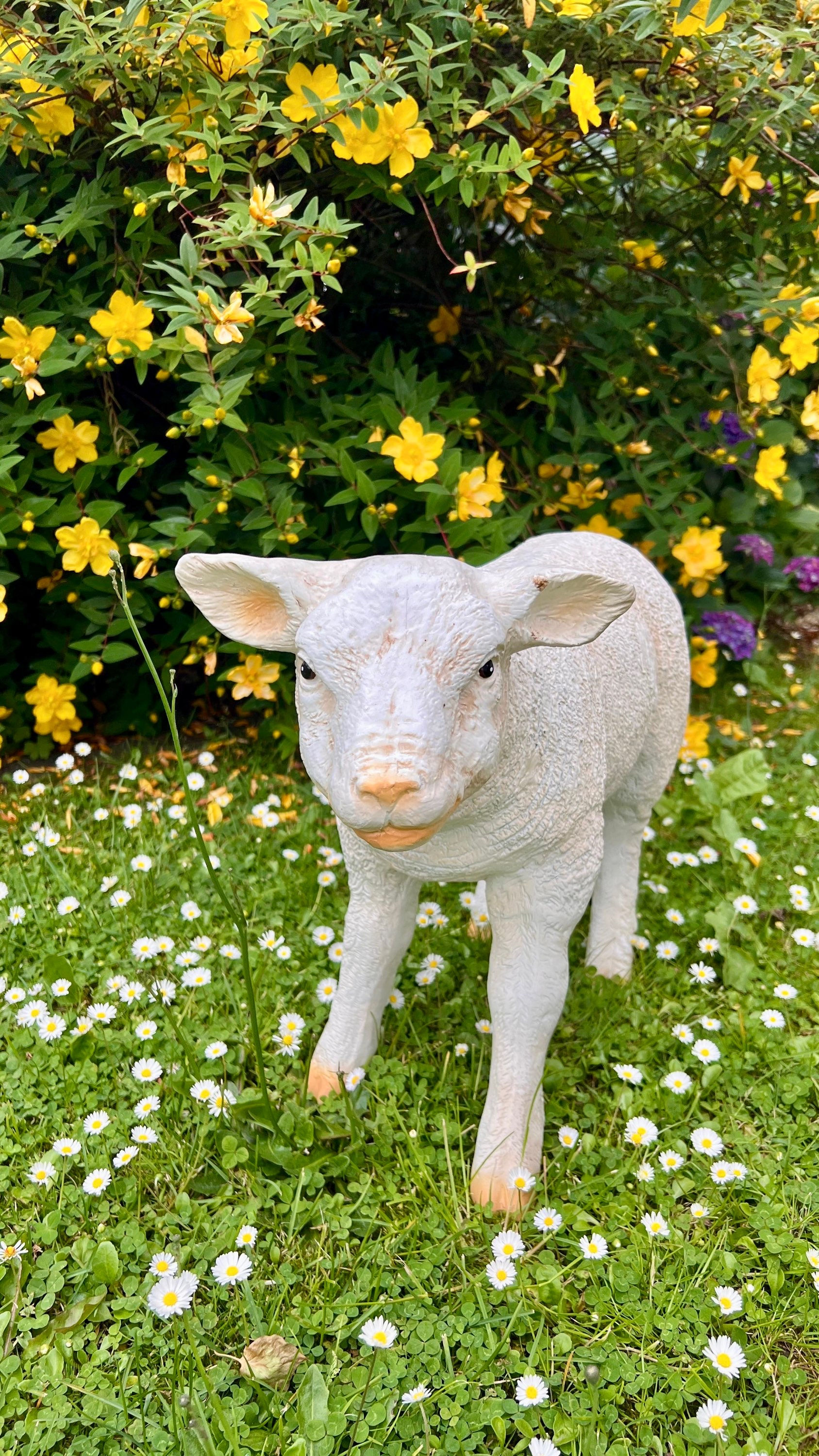   Spring-Sheep 💚💛