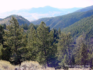 Shedding New LIght on Restoration in Mixed Conifer Forests