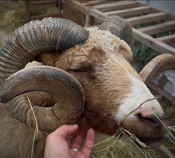 Stoic, one of our favorite Icelandic rams. A gentle giant.... (except when he was kept away from his girls. Then he could ram a longhouse down in a couple minutes.)