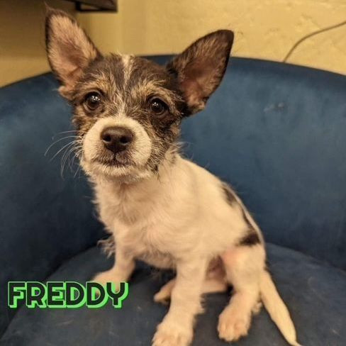 Freddy Cairn Terrier/Papillon years Valley Doge Rescue