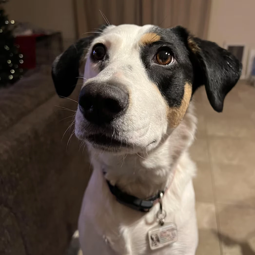 Leia | Hound Mix | 5 years
