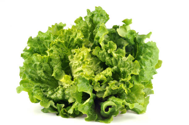 Salade batavia