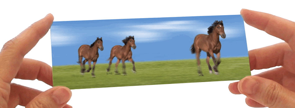 HOrses d9f305_594198cd008b4aea8aed1a641