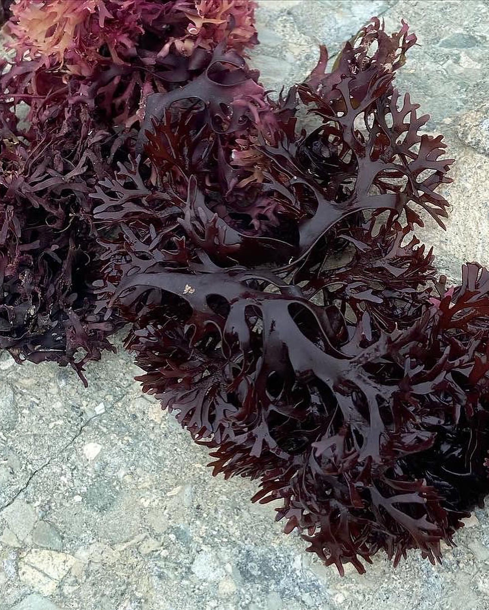 Irish Moss Foraging Guide