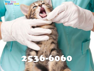 Consulta médica veterinária: necessária.
