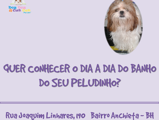 Conheça a rotina do banho e tosa!