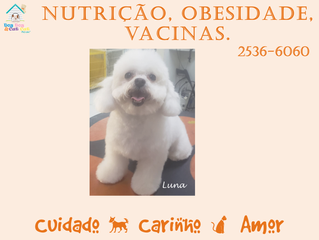Este trinômio é importante: nutrição, vacinação, obesidade!