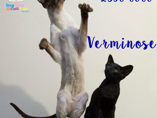 Verminose em gatos: consulte o médico veterinário.