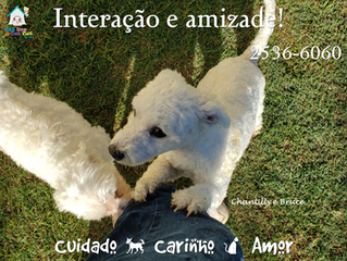 Amizade, interação, acompanhamento!